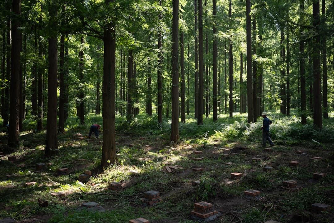 Forêt dense traversée par la lumière du soleil, reforestation Gold Standard