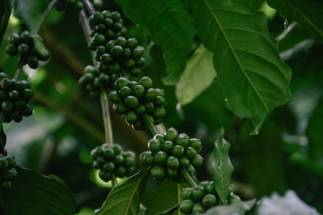 Cerises de café bio sur la branche, culture durable et équitable